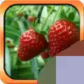 宝宝识水果最新版安卓app
